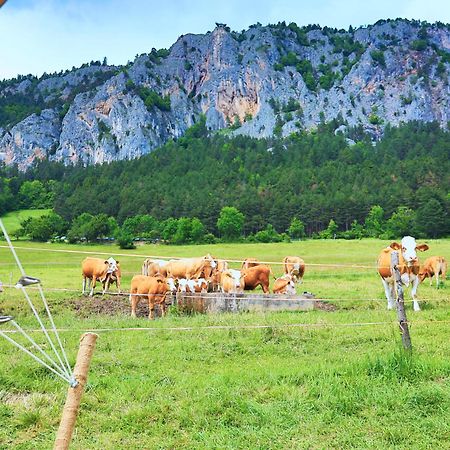Glamping Hohe Wand - Zelt Mit Sternenfenster Und Whirlpool Ξενοδοχείο Maiersdorf Εξωτερικό φωτογραφία